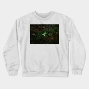 850_5509 Crewneck Sweatshirt